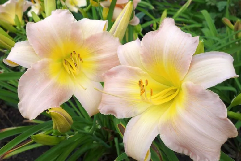 Catherine Woodbury Daylily