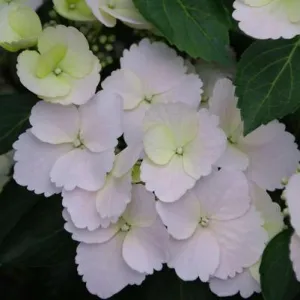 Fairytrail Bride Cascade Hydrangea