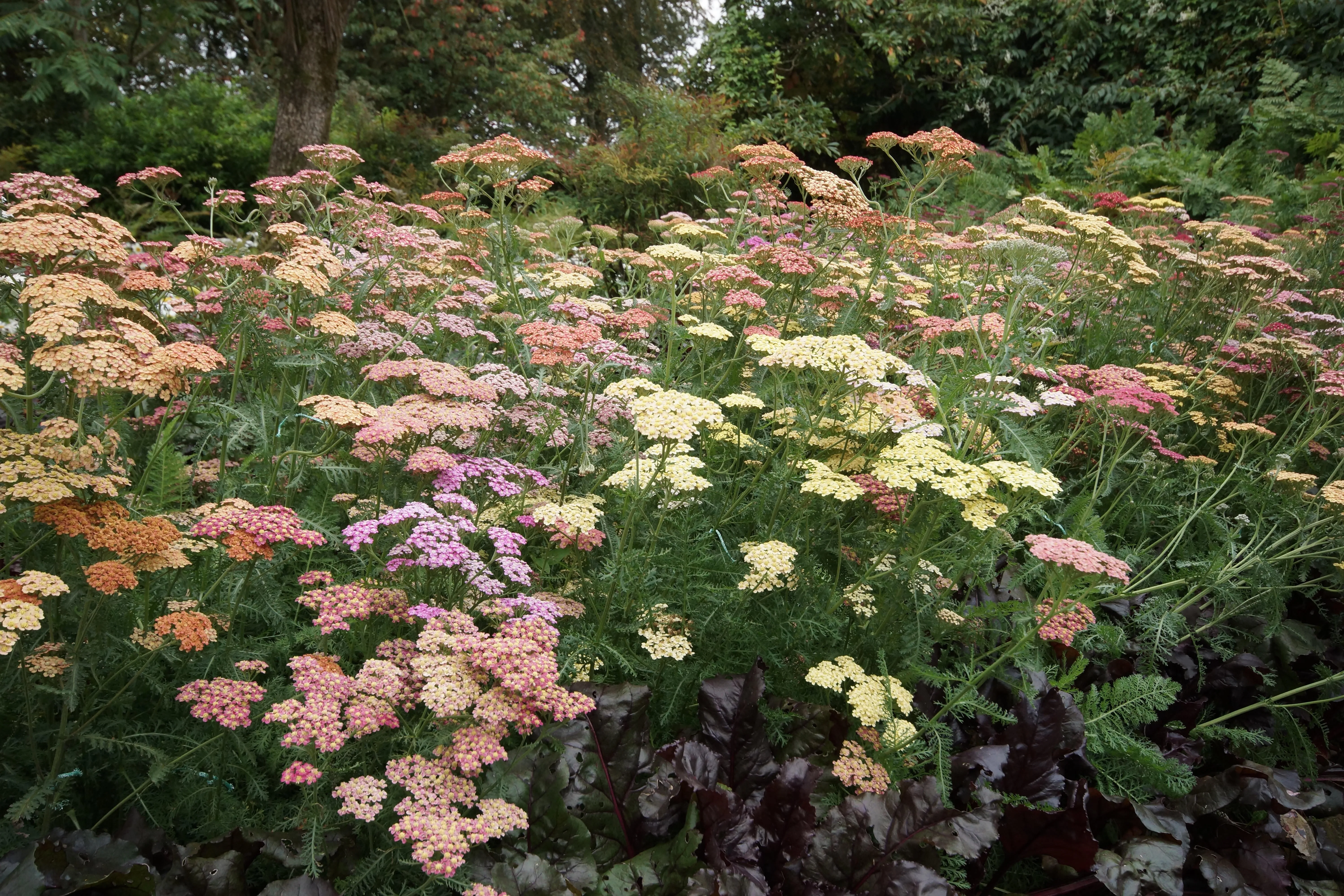 Summer™ Pastels Yarrow