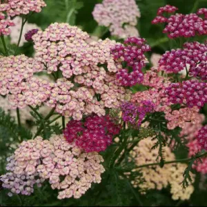 Summer™ Pastels Yarrow