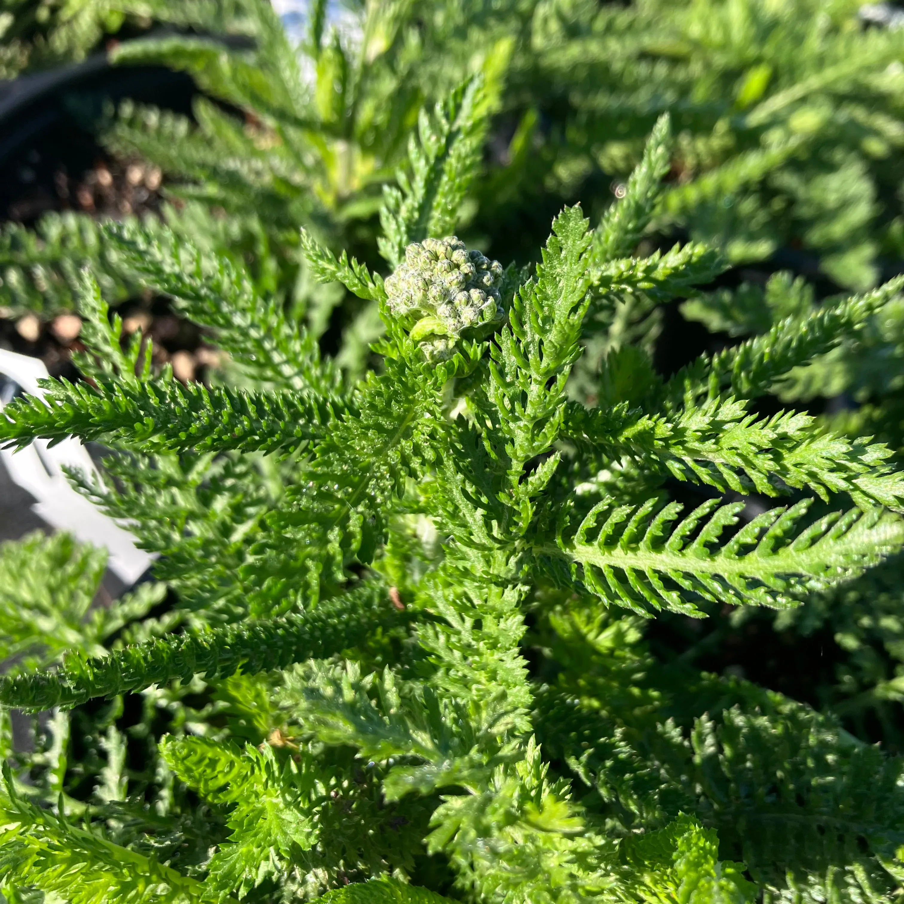 Summer™ Pastels Yarrow