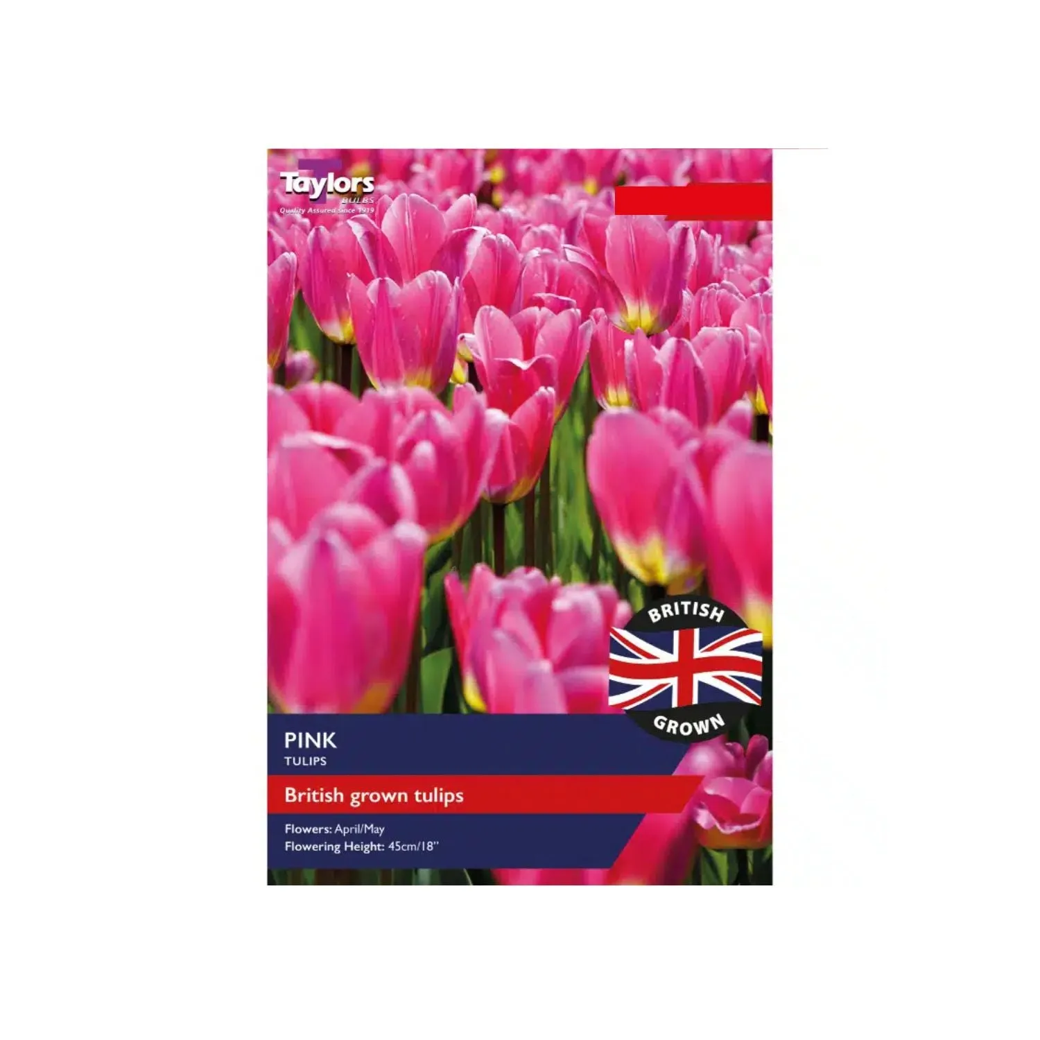 Taylors 12 British Grown Pink Tulips Bulbs