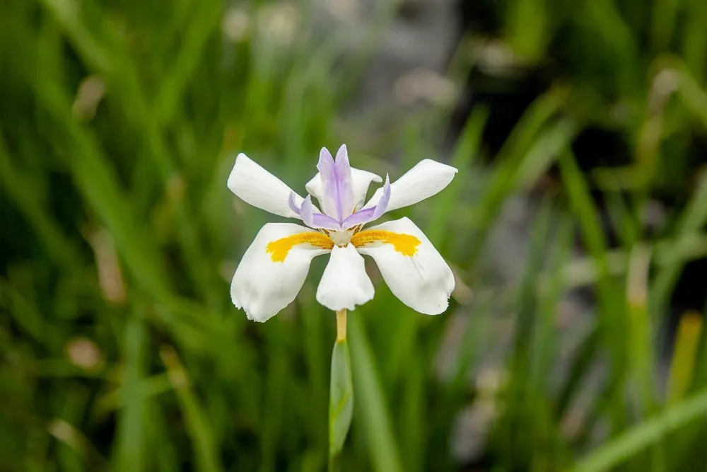 White African Iris Shrub