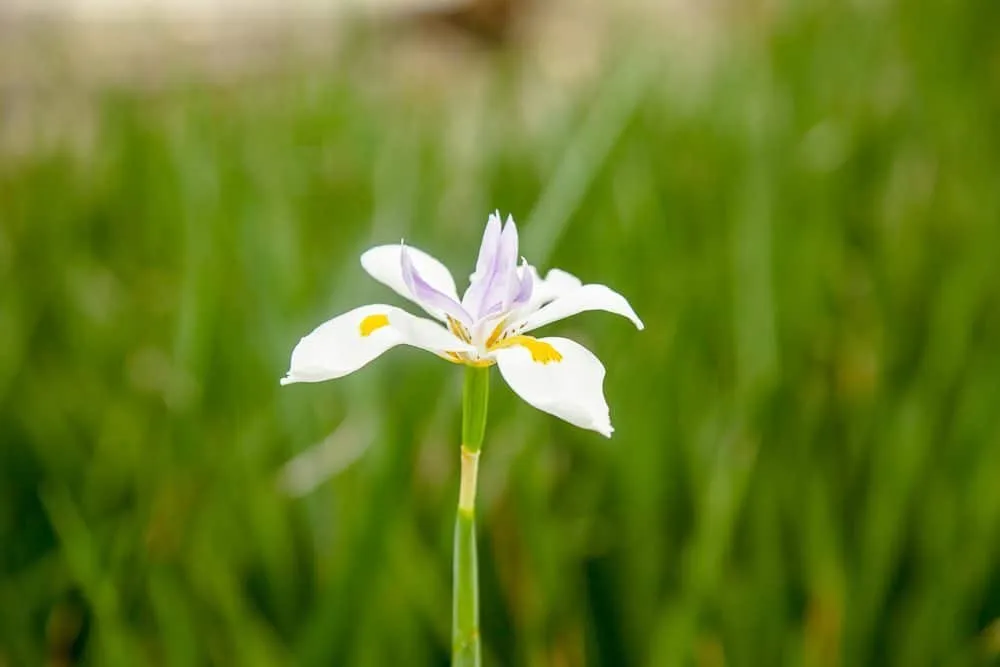 White African Iris Shrub