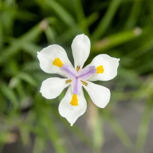 White African Iris Shrub